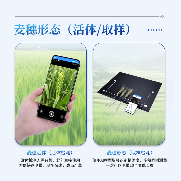 小麦表型测量仪